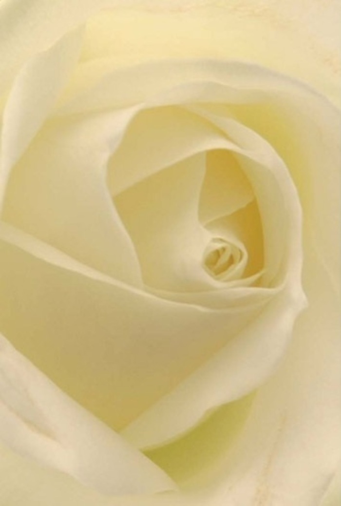 Seen up close, this white rose from Balham Flowers reveals a soft tapestry of layered petals gently curling towards its luminous centre. The tonal play between creamy ivory and pure white catches the ambient local light, as if each layer is subtly illuminated from within-a touch recalling sunlight streaming through the leafy avenues of Balham Park Road. Texture takes center stage: matte yet plush, each fold looks tender enough to invite a fingertip trace, conjuring images of dew-dusted mornings. The spiraled core suggests quiet resilience, its near-perfection a testament to both nature's genius and the experienced craftsmanship of a Balham florist. It is the kind of rose offered for a host of occasions-romantic tokens, apologies, wedding centrepieces-each time imparting heartfelt meaning. Shadows dwell softly between petals, giving a sense of depth and hidden promise, while faint hints of fragrance hint at a soothing, serene ambience. The arrangement, composed with intention, radiates calm sophistication. Tranquility and grace define its presence, echoing the gentle pace of local life and the wisdom found in each bespoke bouquet. This rose stands as a versatile, elegant gesture-timeless, deeply emotive, and ever appropriate for the most meaningful Balham moments.