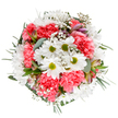 A celebration of Balham's spirited creativity, this bouquet presents cheerful white daisies and lush coral-pink carnations, artfully intertwined with clouds of baby's breath. The ruffled carnations add a welcoming vibrancy, their coral tones glowing warmly amidst the bouquet, while the daisy's golden-green centers bring a burst of freshness much like the gardens scattered throughout Chestnut Grove. Sprigs of fragrant eucalyptus and subtle alstroemeria buds appear between the larger blooms, infusing gentle fragrance and a touch of sophistication. The rounded composition, thoughtfully arranged and highlighted against a bright white background, suggests joy, renewal, and the promise of new seasons-much like the arrival of spring to the heart of Balham. Suitable for birthdays, offering thanks, or simply bringing light to any day, this bouquet displays the artistry of a dedicated local florist, ready for swift delivery throughout the community and perfect for bringing a breath of outdoors into the nearest home or workspace.